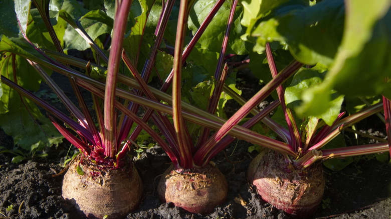 Close up of beets growing