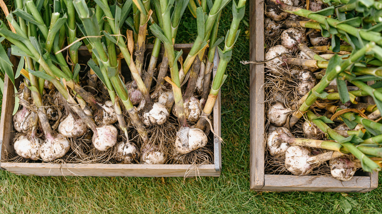 Garlic plants in wooden boxes