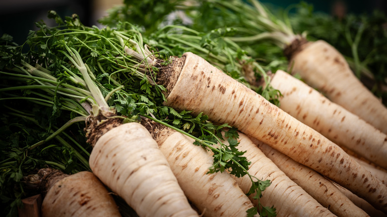 A bunch of raw parsnips