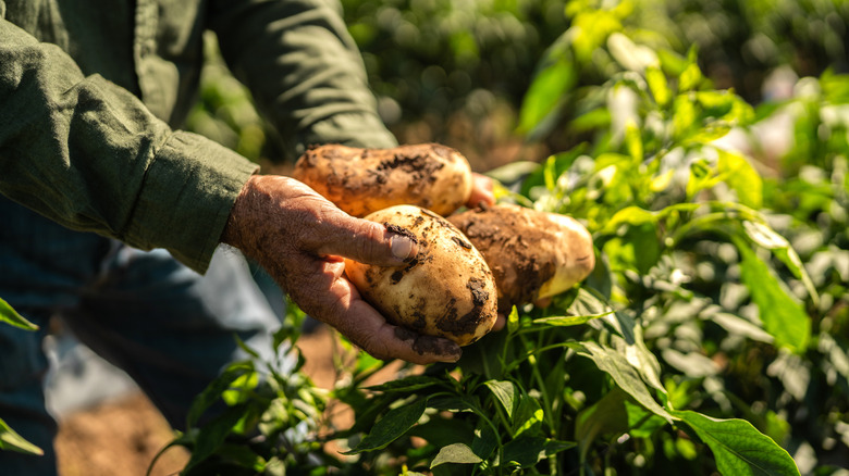A farmer with newly harvested potatoes