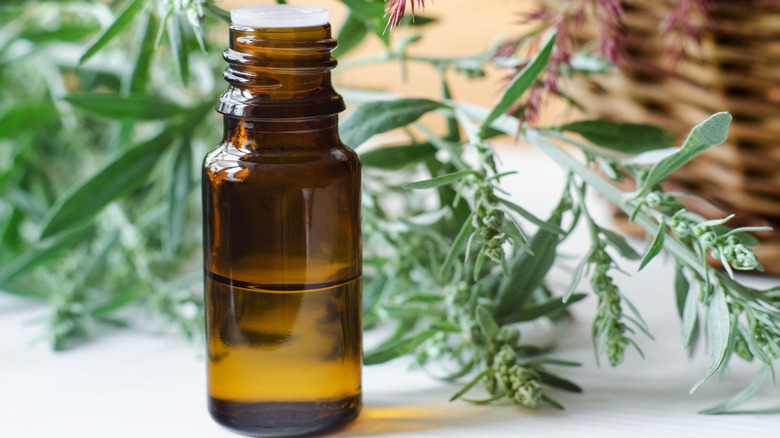 Bottle of wormwood oil and wormwood leaves