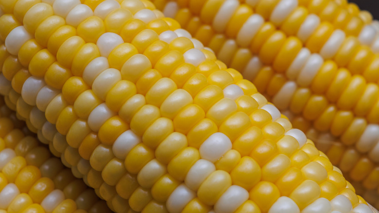 Close up shot of bi-color sweet corn