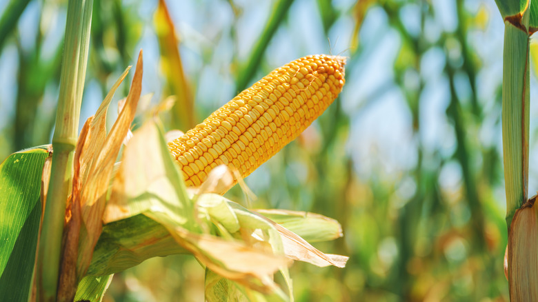 Cob of corn growing on the stalk