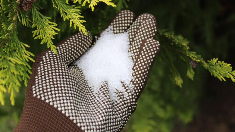 Person's gloved hand full of epsom salts