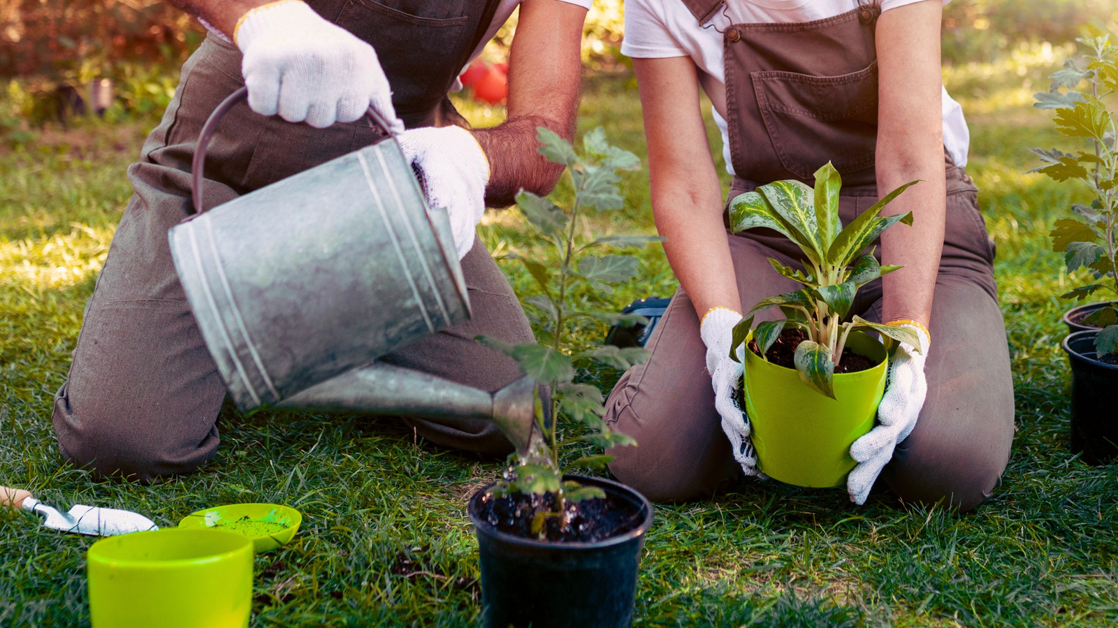 <a href="https://www.foodrepublic.com/2222669/old-school-gardening-hacks-never-made-sense/" target="_blank">9 Old-School Gardening Hacks That Never Made Sense</a>