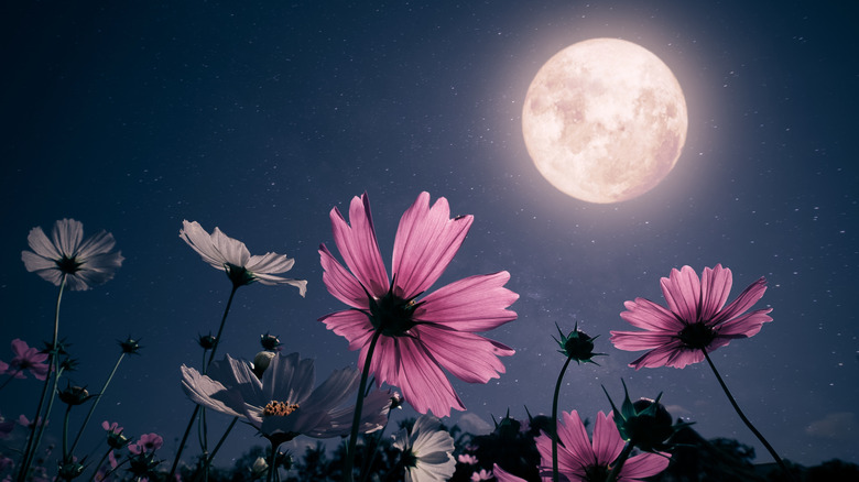 Flowers in front of a full moon