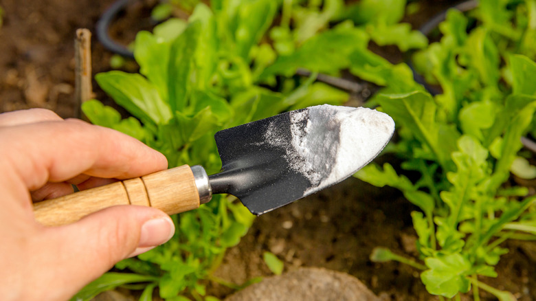 Spade with baking soda in a garden