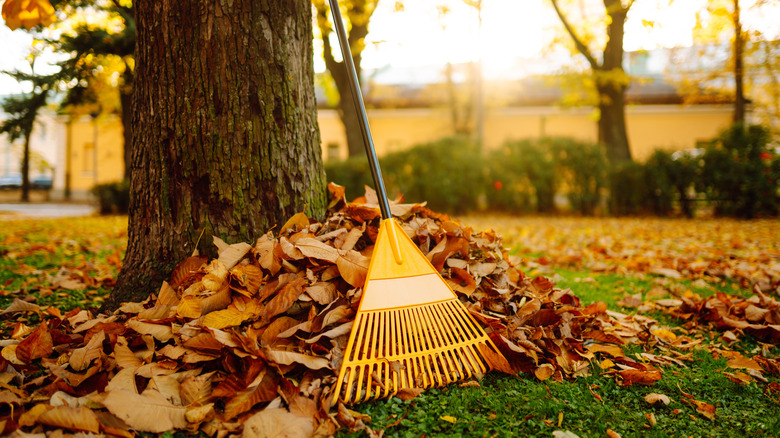 Rake in a pile of leaves