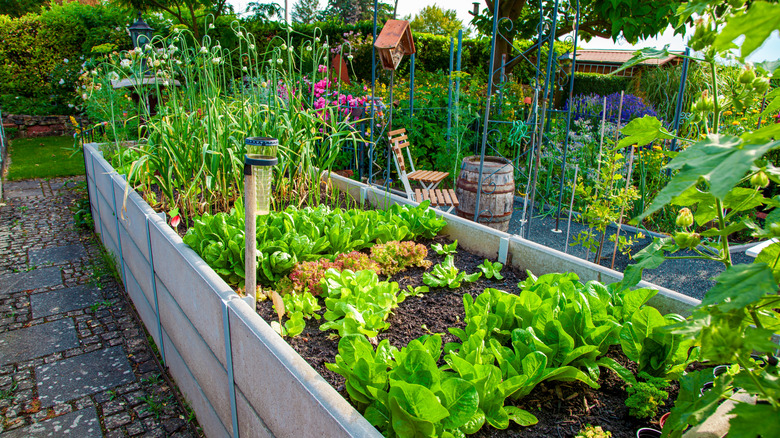Garden beds with various kinds of lettuce growing in them