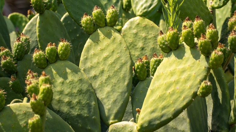 prickly pear cactus