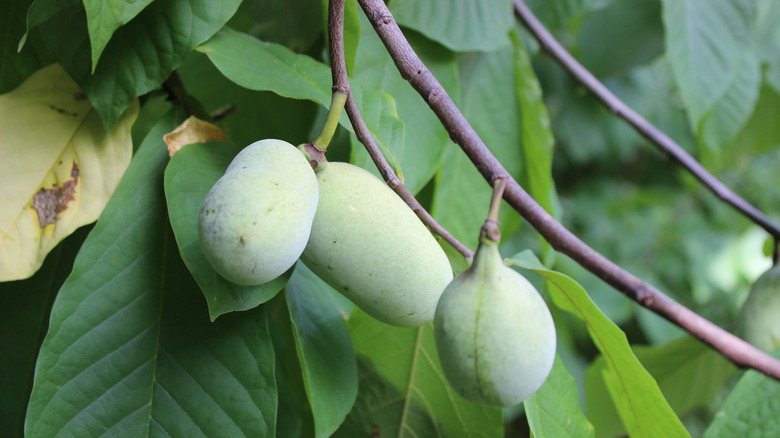 pawpaws on the tree