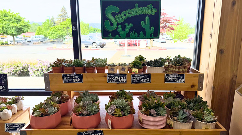 Succulents at Trader Joe's