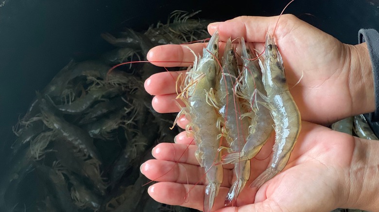 three raw shrimp in a persons cupped hands
