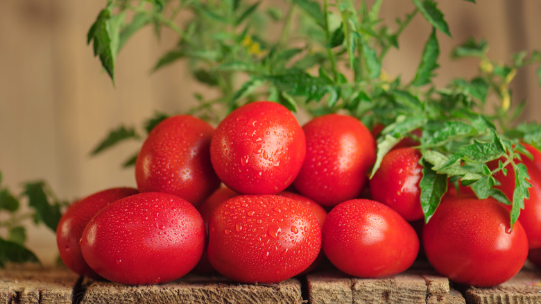 Fresh plum tomatoes