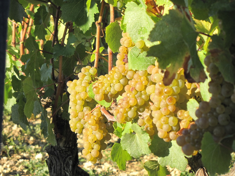 Chardonnay grapes in Chablis Grand Cru les Clos just befor the harvest