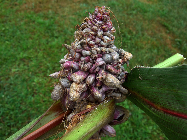 There's a fungus among us — pest or not, huitlacoche, or "corn mushroom" as it prefers to be called, is mighty tasty.