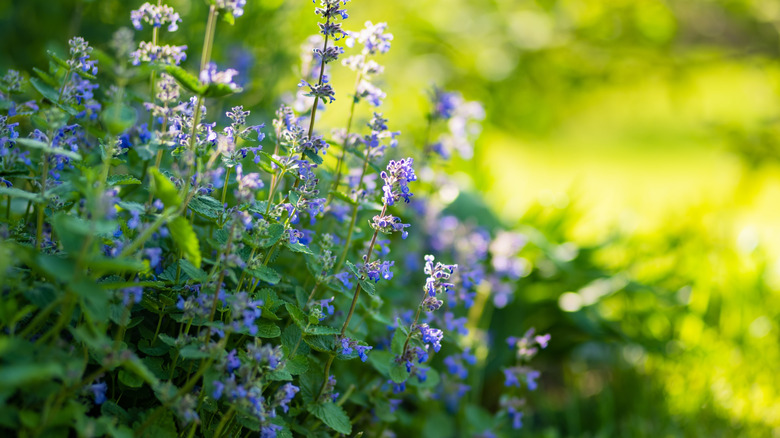 A field of purple catnip flowers