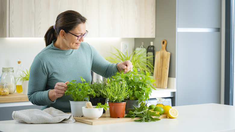 Woman arranging herb plants