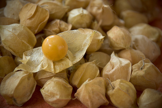 Surprise! It's Aunt Molly's Ground Cherry!