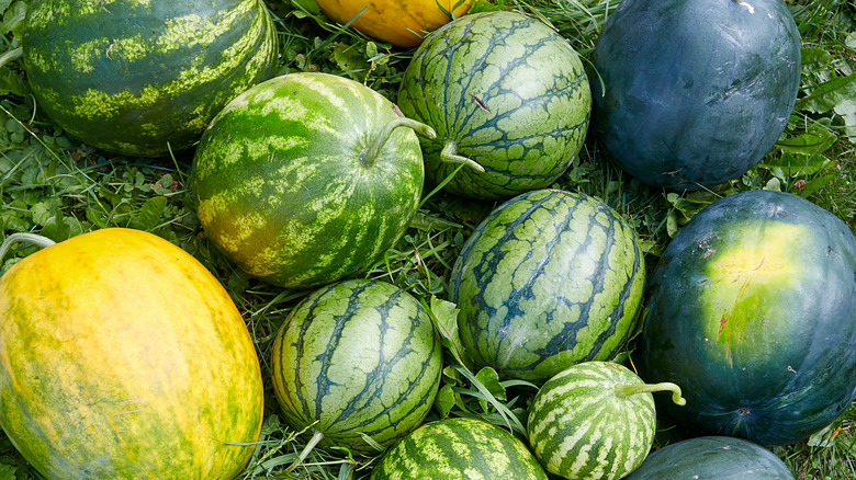 variety of melons