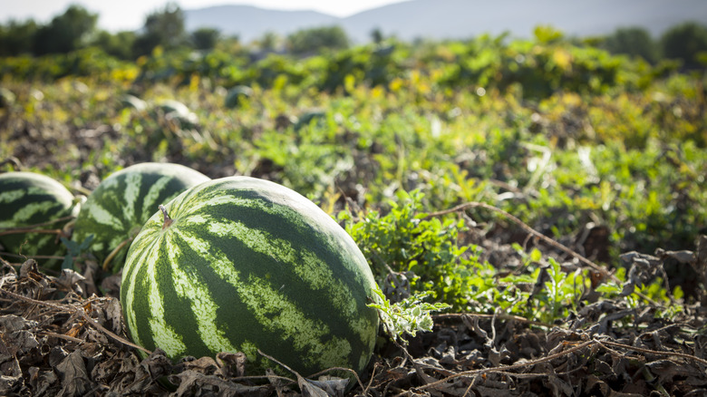 watermelon field