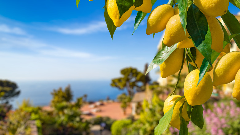 lemon tree and blue sky