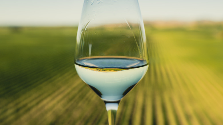 Wine in Marlborough, New Zealand, vineyard