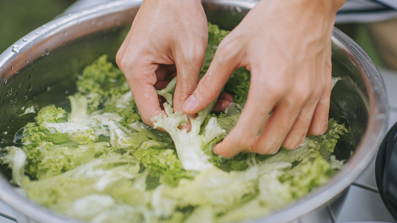 Hands taking lettuce leaves from ice bath