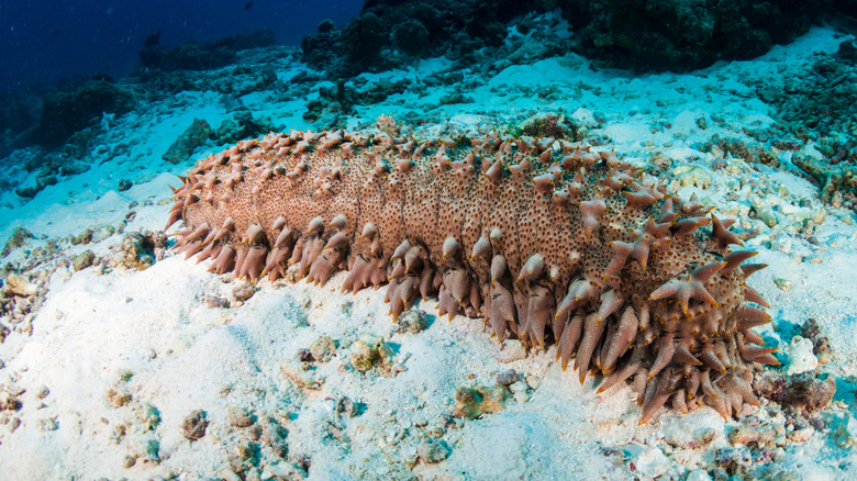 A large sea cucumber.