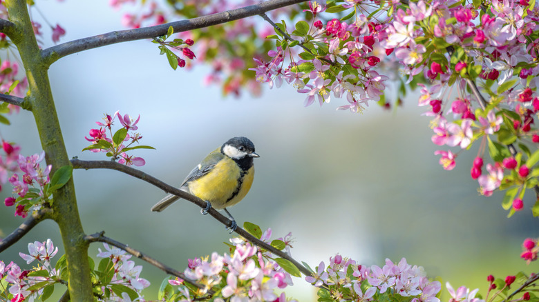 A bird sits perched on the flowering branches of an apple tree.