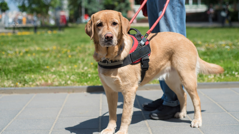 Service dog wearing a harness with a metal handle
