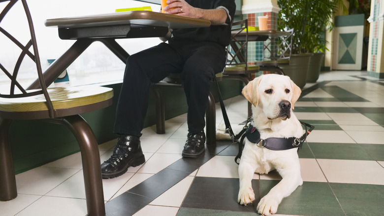 Dog next to dining handler