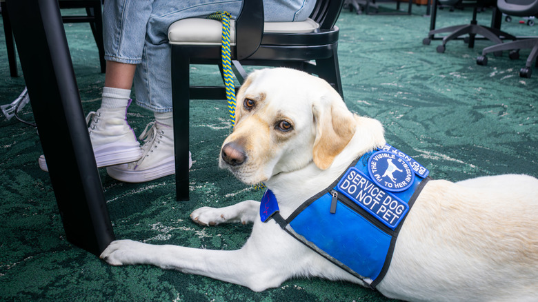 Service dog next to handler
