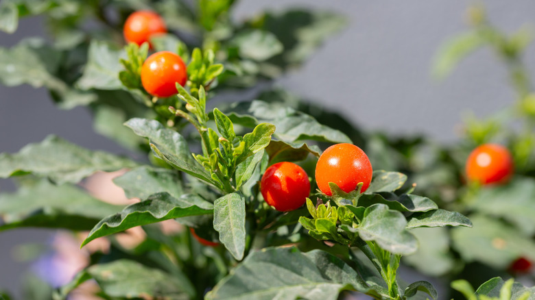 Tiny spoon tomatoes, Solanum pimpinellifolium, on the plant.