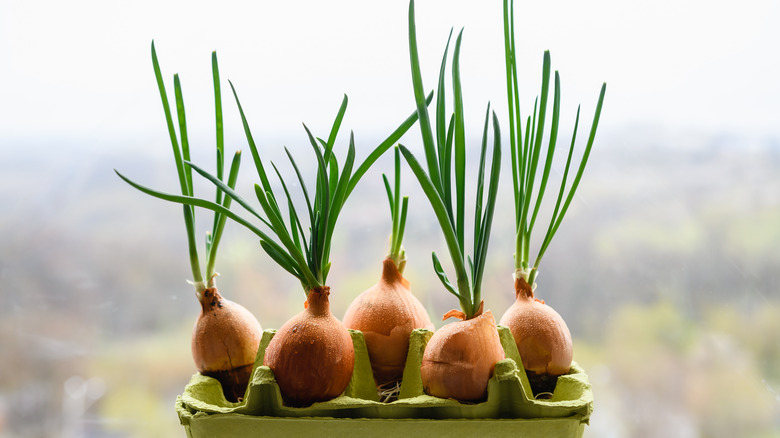 several sprouted onions in an egg tray