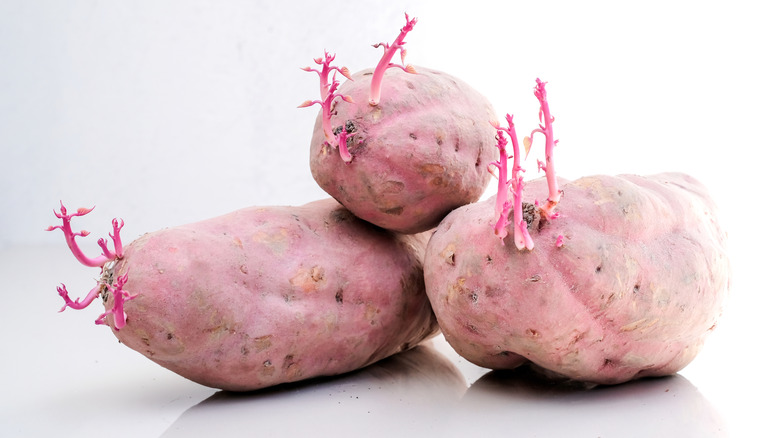 Sprouted (germinated) sweet potatoes on a white countertop white a white background