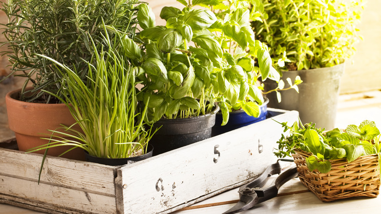 Herbs in plant potters in wood box