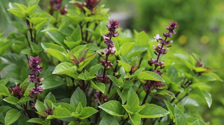 Purple Thai basil flowers
