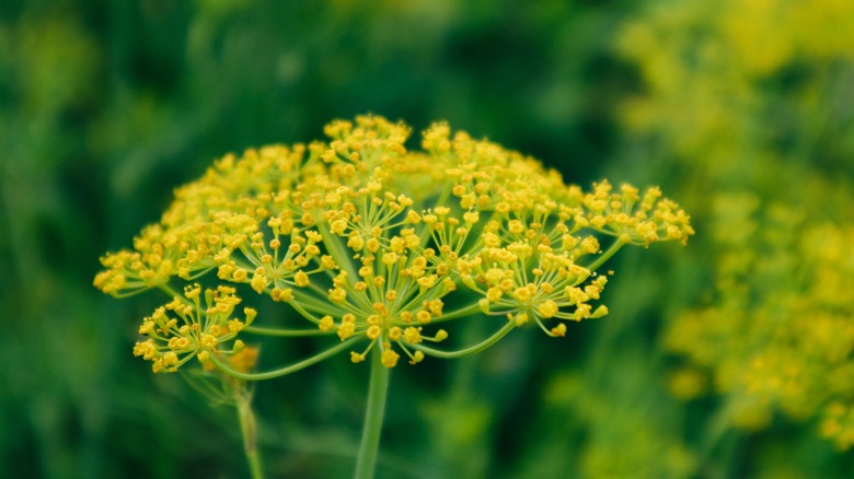 Yellow dill flowers