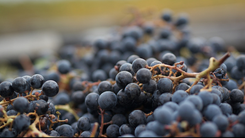 Around The World In 80 Wine Varietals: Cabernet Franc