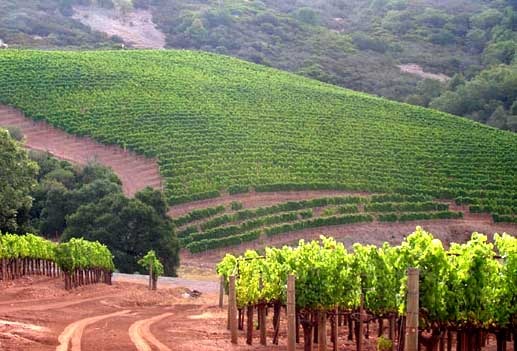 Around The World In 80 Wine Varietals: Chardonnay