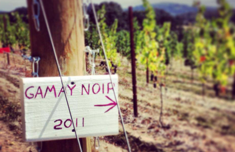 Around The World In 80 Wine Varietals: Gamay