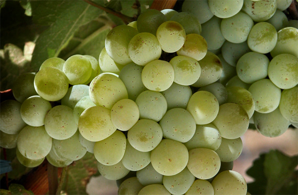 Around The World In 80 Wine Varietals: Sauvignon Blanc