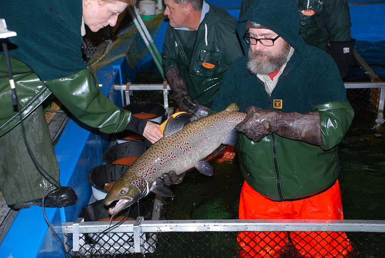 atlantic salmon