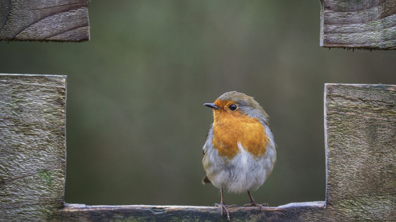 A small robin sits on a fence in a yard