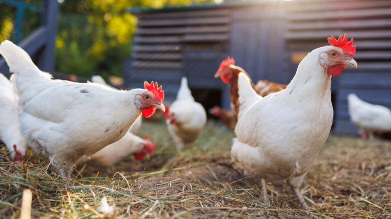 Free-range chickens outside in grass.