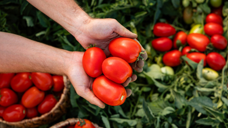 A person harvests Roma tomatoes