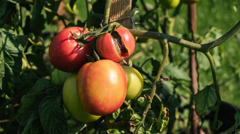 A tomato vine with a cracked tomato on it