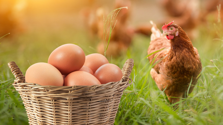 Basket of eggs and chicken