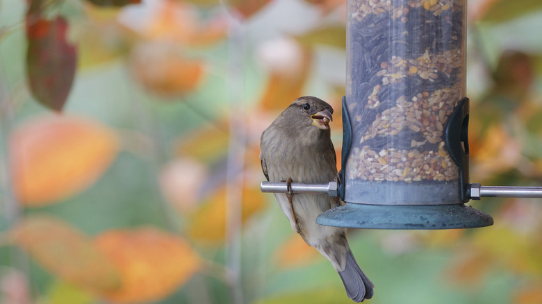 Sparrow sitting on a birdfeeder